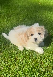 Very Cute and Small Shih-Poo Puppies - 1 Male & 2 Females - Photo 2