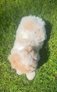 Very Cute and Small Shih-Poo Puppies - 1 Male & 2 Females - Photo 3