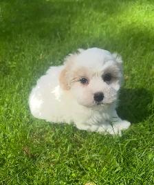Very Cute and Small Shih-Poo Puppies - 1 Male & 2 Females - Photo 4