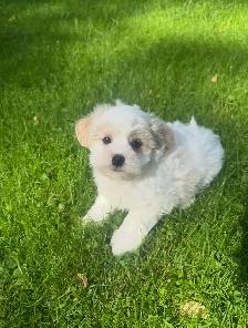 Very Cute and Small Shih-Poo Puppies - 1 Male & 2 Females - Photo 5