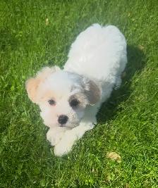 Very Cute and Small Shih-Poo Puppies - 1 Male & 2 Females - Photo 6