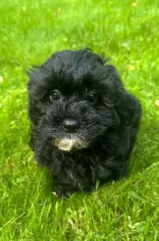 Very Cute and Small Shih-Poo Puppies - 1 Male & 2 Females - Photo 7