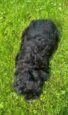Very Cute and Small Shih-Poo Puppies - 1 Male & 2 Females - Photo 8
