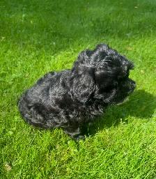 Very Cute and Small Shih-Poo Puppies - 1 Male & 2 Females - Photo 9