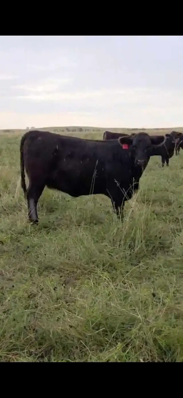 Fancy Black Angus Bred Heifers