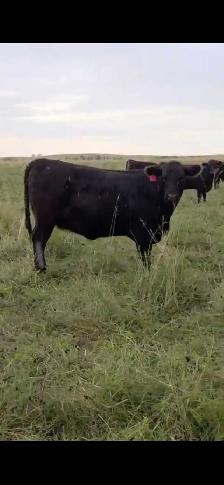 Fancy Black Angus Bred Heifers