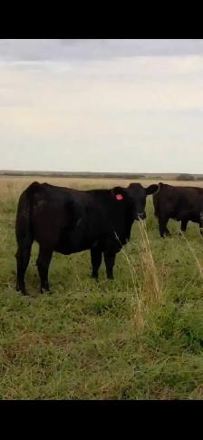 Fancy Black Angus Bred Heifers - Photo 2