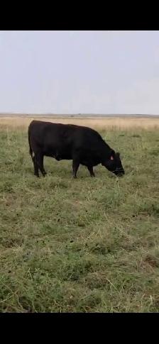 Fancy Black Angus Bred Heifers - Photo 3