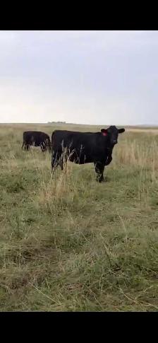 Fancy Black Angus Bred Heifers - Photo 4