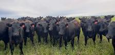 Fancy Black Angus Bred Heifers - Photo 5