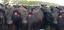 Fancy Black Angus Bred Heifers - Photo 6