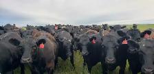 Fancy Black Angus Bred Heifers - Photo 7