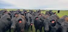 Fancy Black Angus Bred Heifers - Photo 8