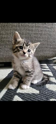 Adorable Kittens for Adoption!