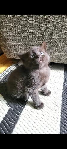 Adorable Kittens for Adoption! - Photo 2