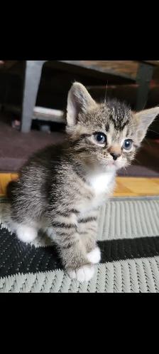 Adorable Kittens for Adoption! - Photo 3