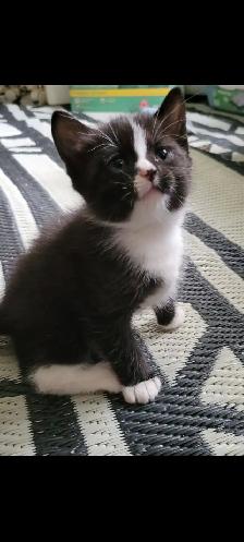 Adorable Kittens for Adoption! - Photo 4