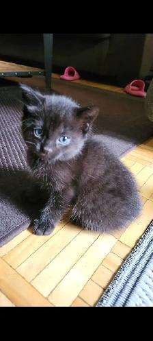 Adorable Kittens for Adoption! - Photo 5