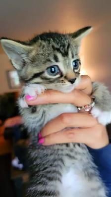 Adorable Kittens for Adoption! - Photo 6