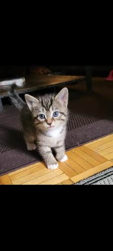 Adorable Kittens for Adoption! - Photo 7
