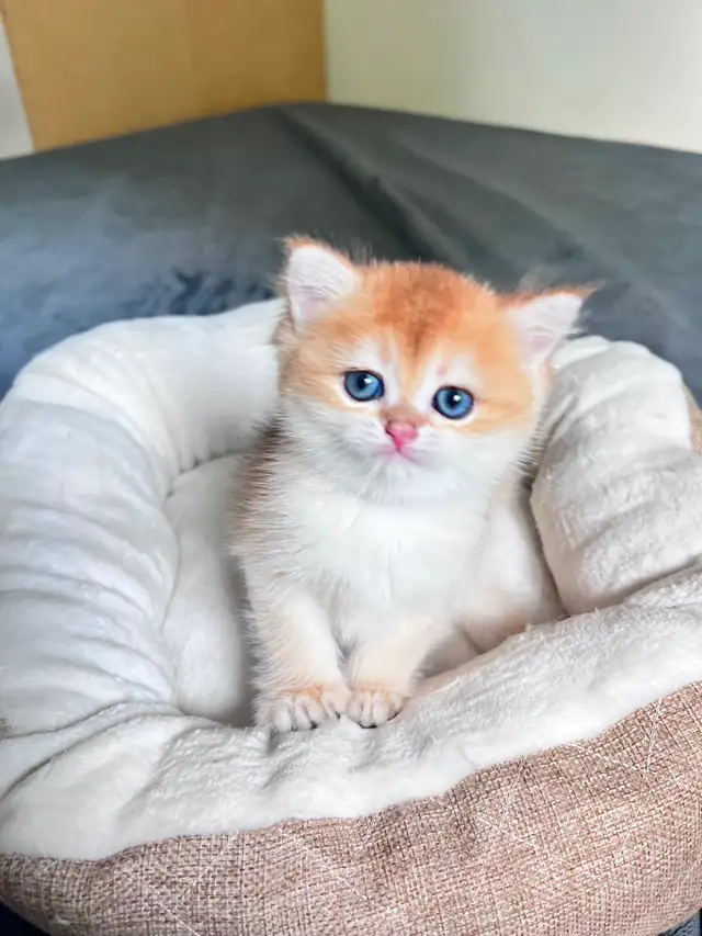 British Shorthair Boys /Black&Blue Golden Chinchilla/ TICA