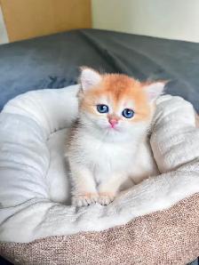 British Shorthair Boys /Black&Blue Golden Chinchilla/ TICA
