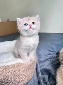 British Shorthair Boys /Black&Blue Golden Chinchilla/ TICA - Photo 2