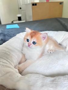 British Shorthair Boys /Black&Blue Golden Chinchilla/ TICA - Photo 4