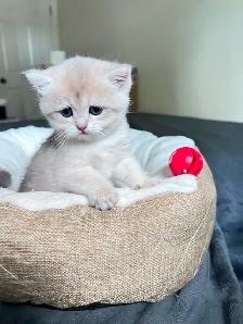 British Shorthair Boys /Black&Blue Golden Chinchilla/ TICA - Photo 5