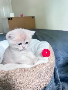 British Shorthair Boys /Black&Blue Golden Chinchilla/ TICA - Photo 6