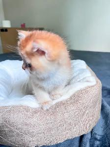 British Shorthair Boys /Black&Blue Golden Chinchilla/ TICA - Photo 7