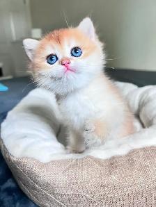 British Shorthair Boys /Black&Blue Golden Chinchilla/ TICA - Photo 8