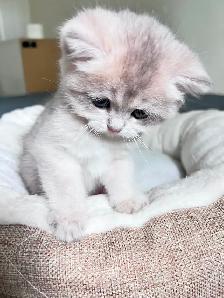 British Shorthair Boys /Black&Blue Golden Chinchilla/ TICA - Photo 10