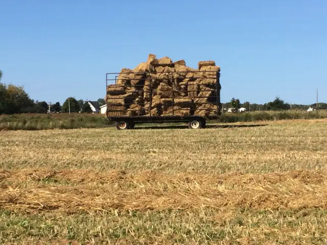 Square bales of straw for sale
