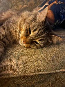 Missing from Opinicon Road - Photo 2