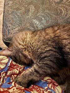 Missing from Opinicon Road - Photo 4