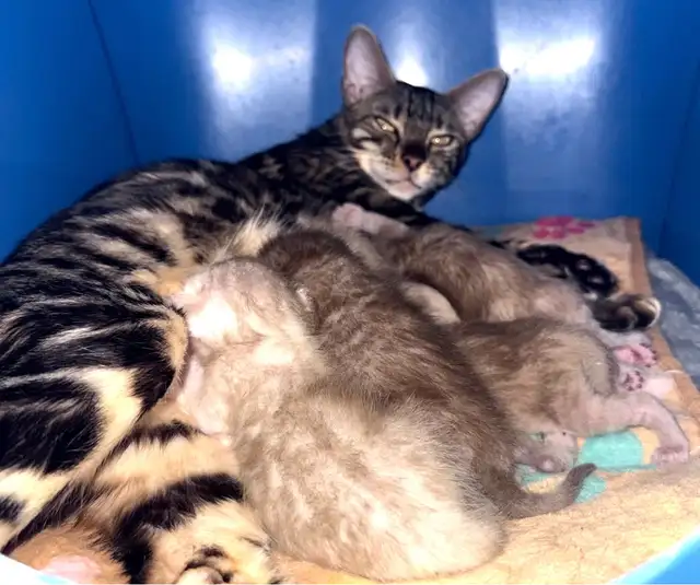 Bengal Kittens