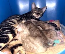 Bengal Kittens