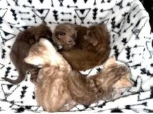 Bengal Kittens - Photo 2
