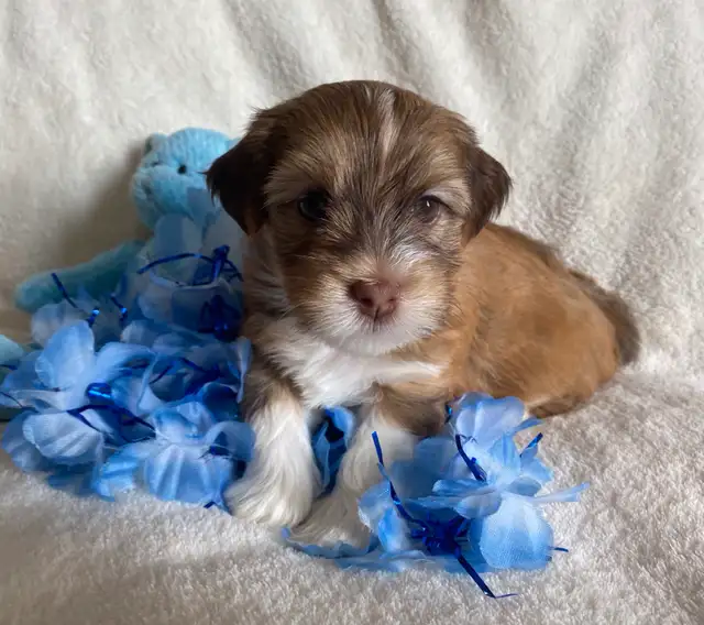 Purebred Havanese Puppies