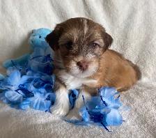 Purebred Havanese Puppies
