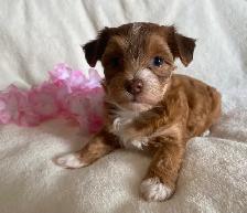 Purebred Havanese Puppies - Photo 2