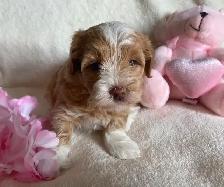 Purebred Havanese Puppies - Photo 3