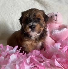 Purebred Havanese Puppies - Photo 4