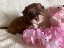 Purebred Havanese Puppies - Photo 5