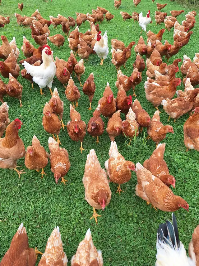 Organic Free-Range Chickens for Sale
