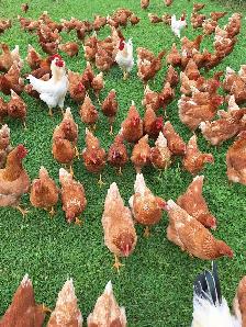 Organic Free-Range Chickens for Sale