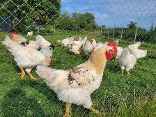 Organic Free-Range Chickens for Sale - Photo 2