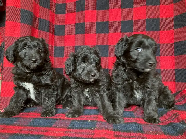 Borderdoodle Puppies - Genetic Testing and Health Guarantee