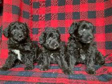 Borderdoodle Puppies - Genetic Testing and Health Guarantee